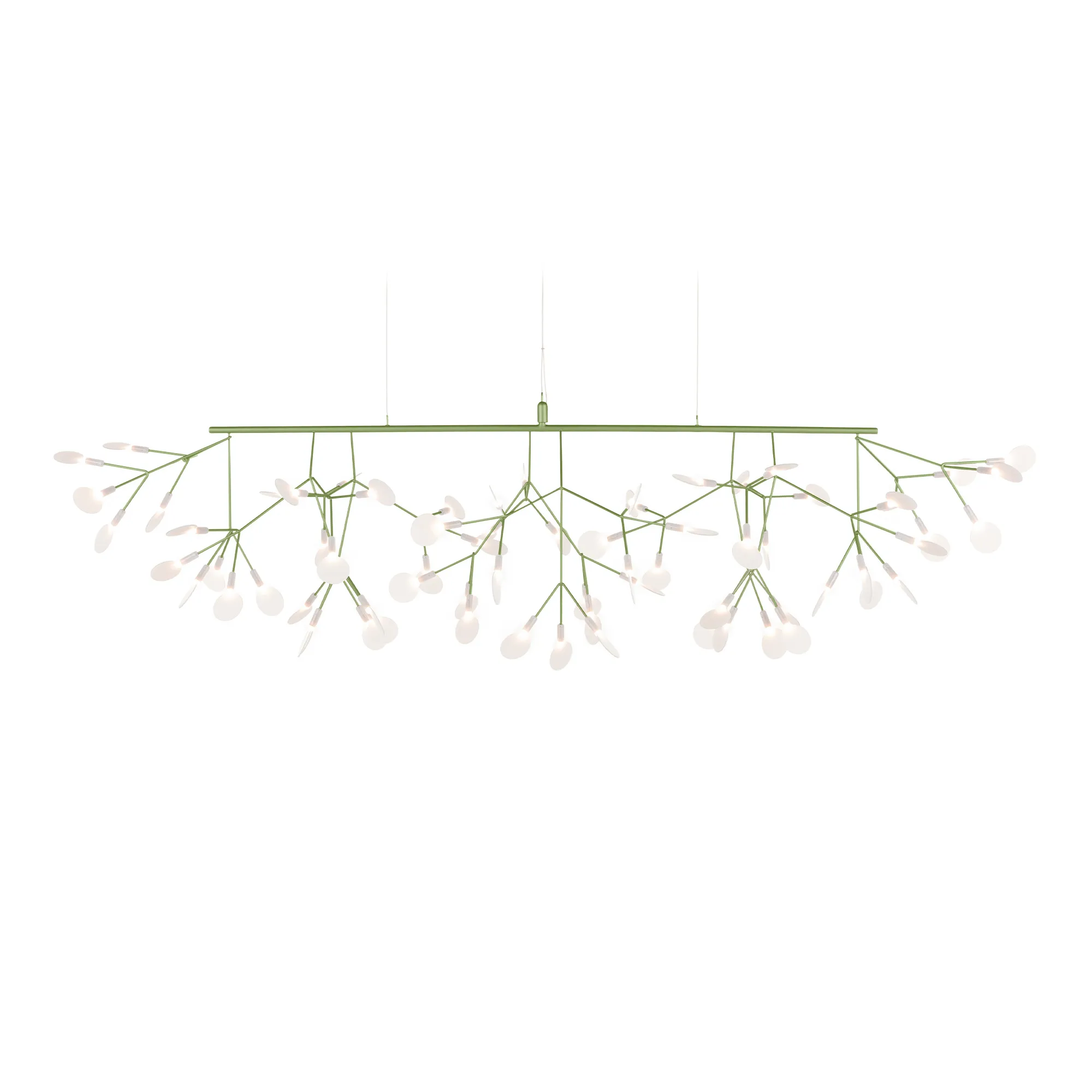 Heracleum III Linear