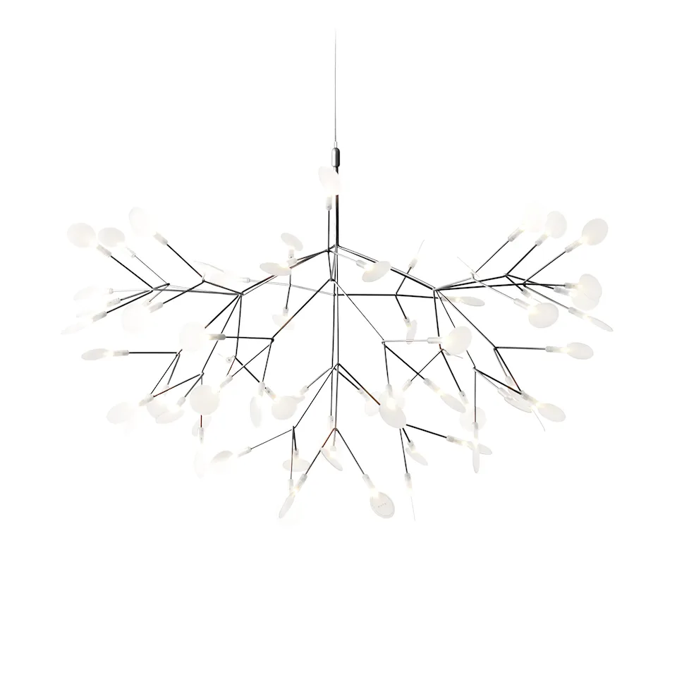 Heracleum III