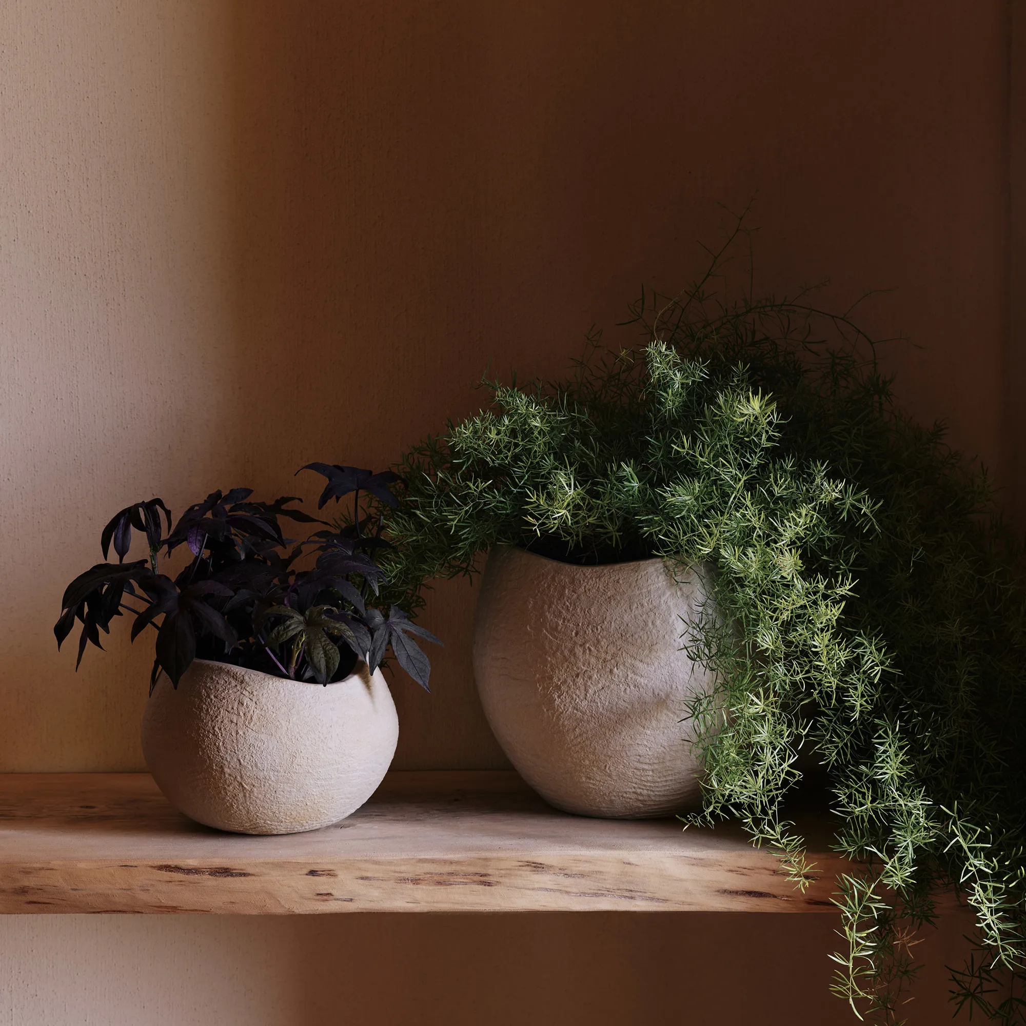 Plantas blomsterpotte