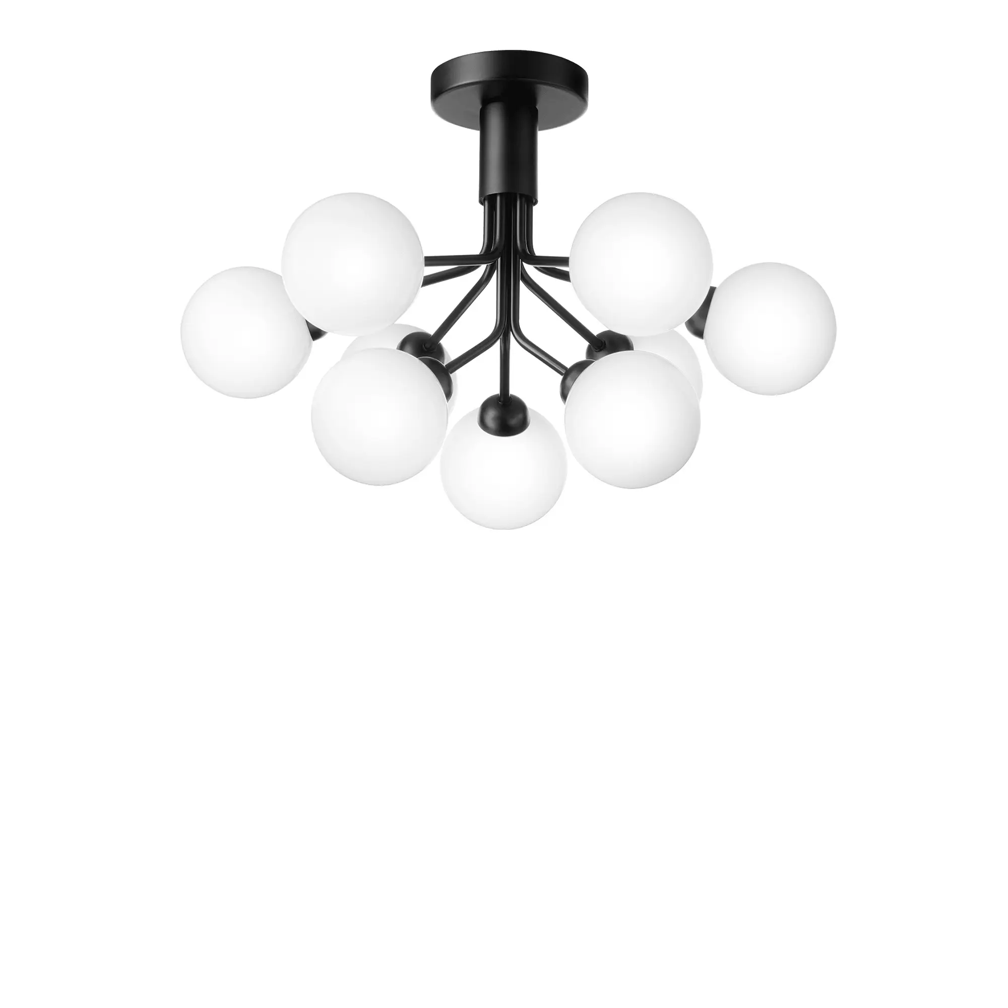 Apiales 9 Ceiling