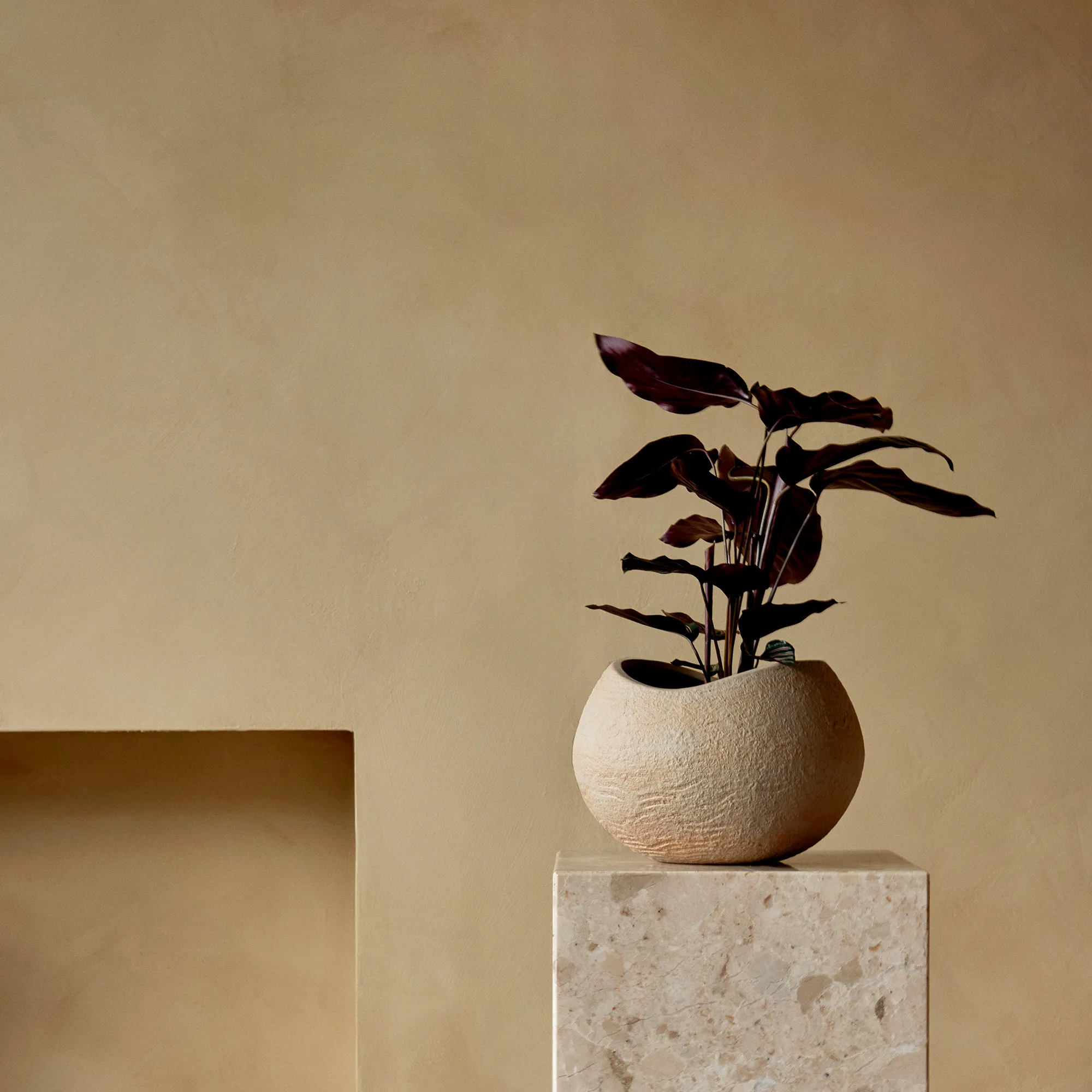 Plantas blomsterpotte