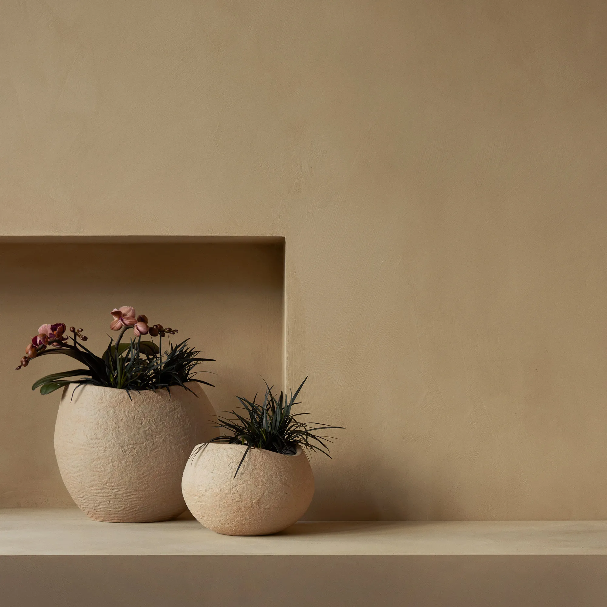 Plantas blomsterpotte