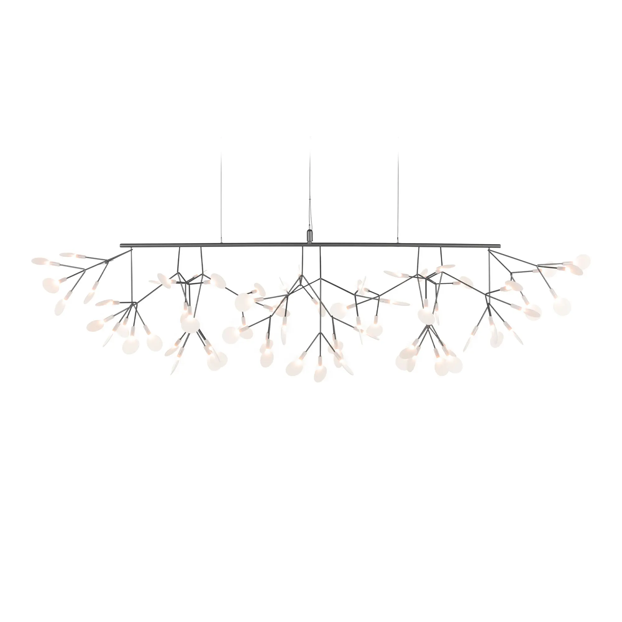 Heracleum III Linear