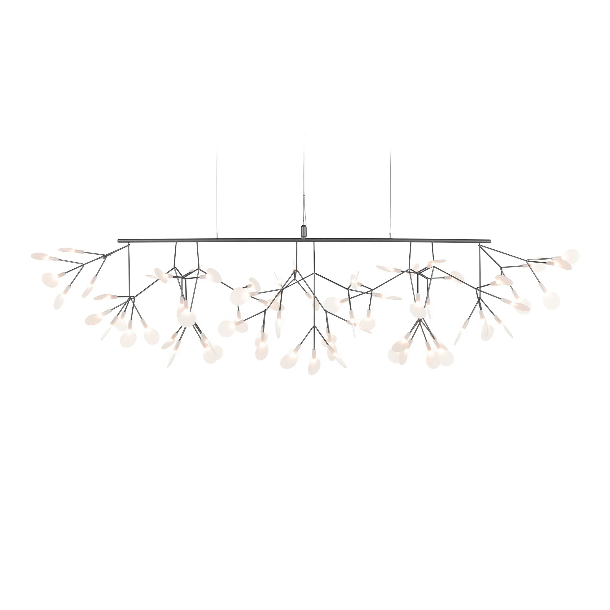 Heracleum III Linear