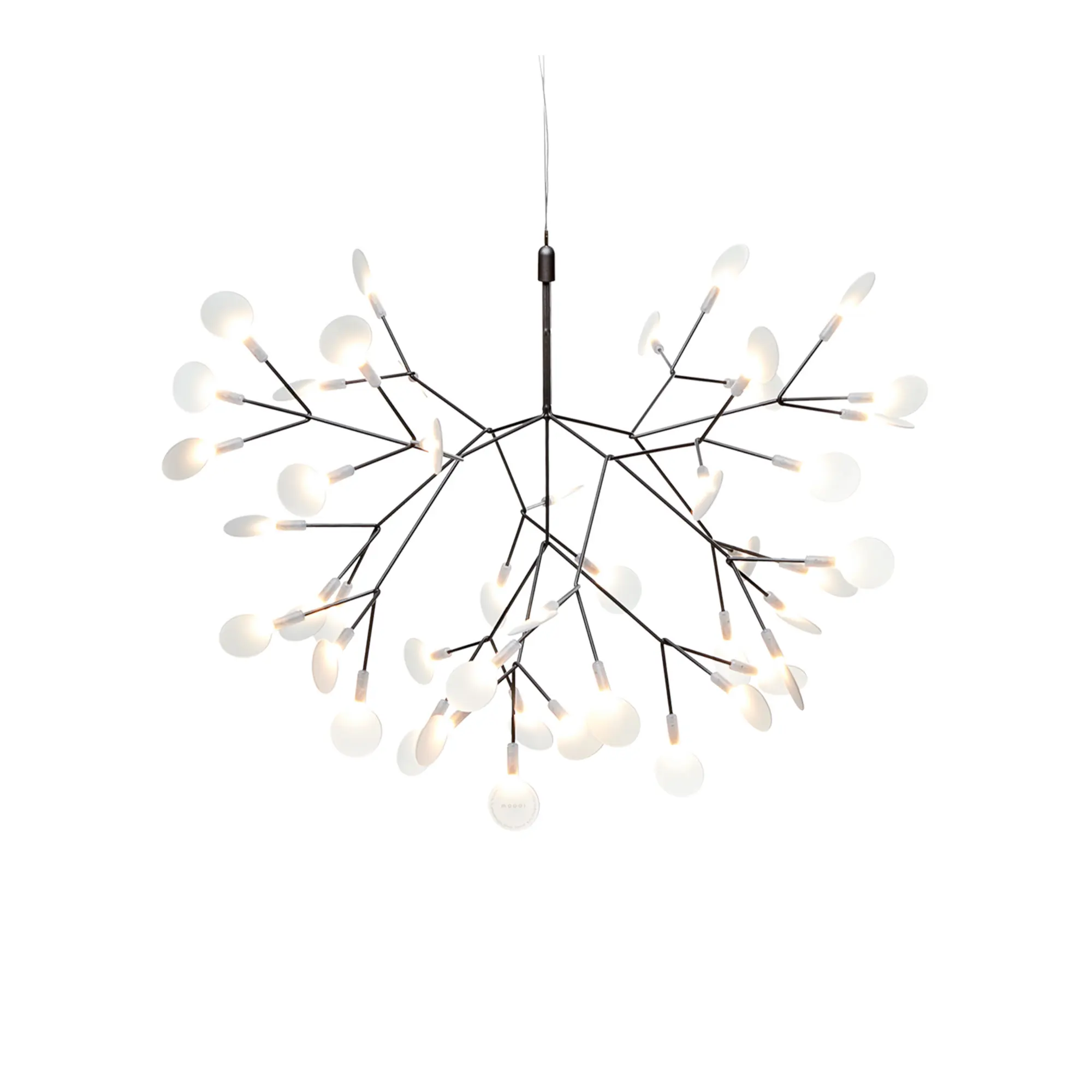 Heracleum III Small