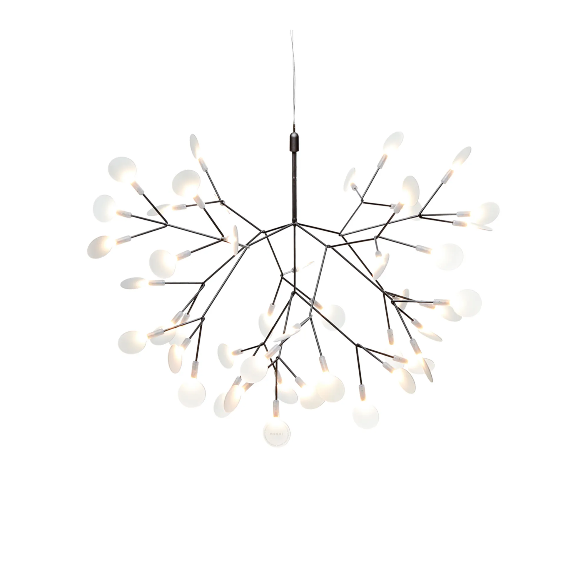 Heracleum III Small