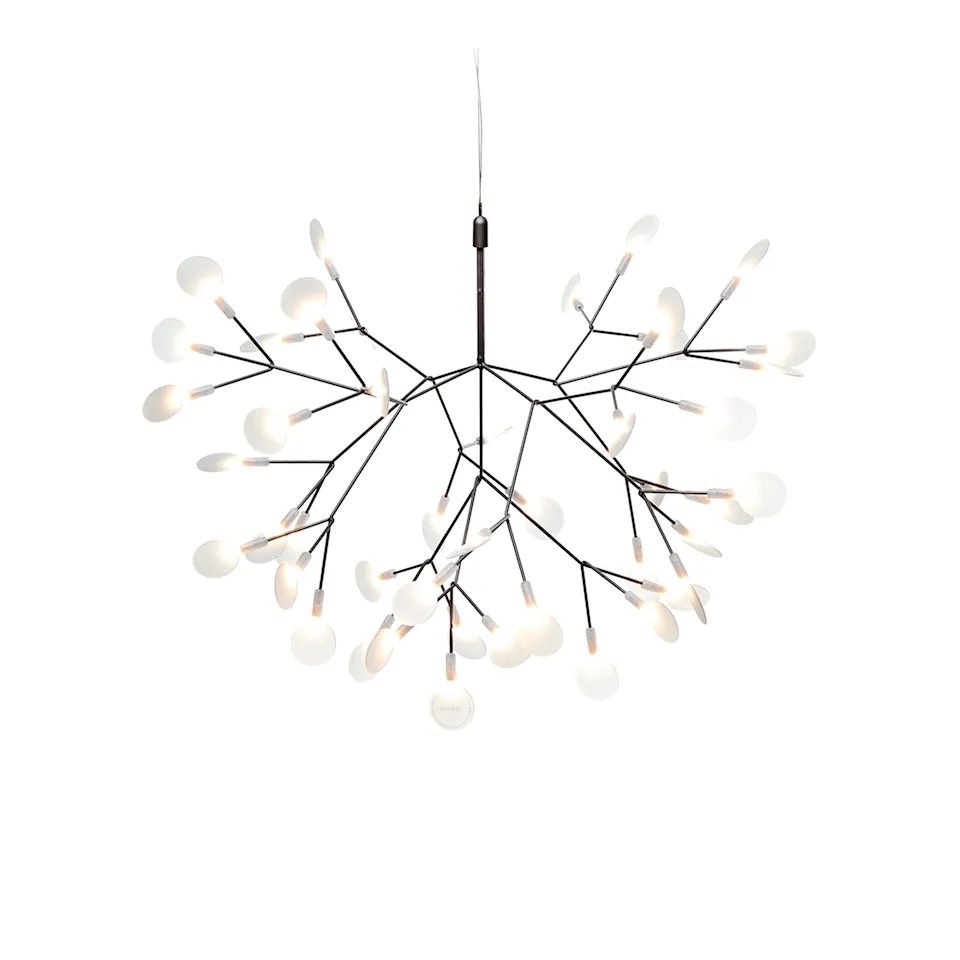 Heracleum III Small