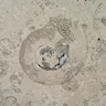 Jura Grau Blau Limestone