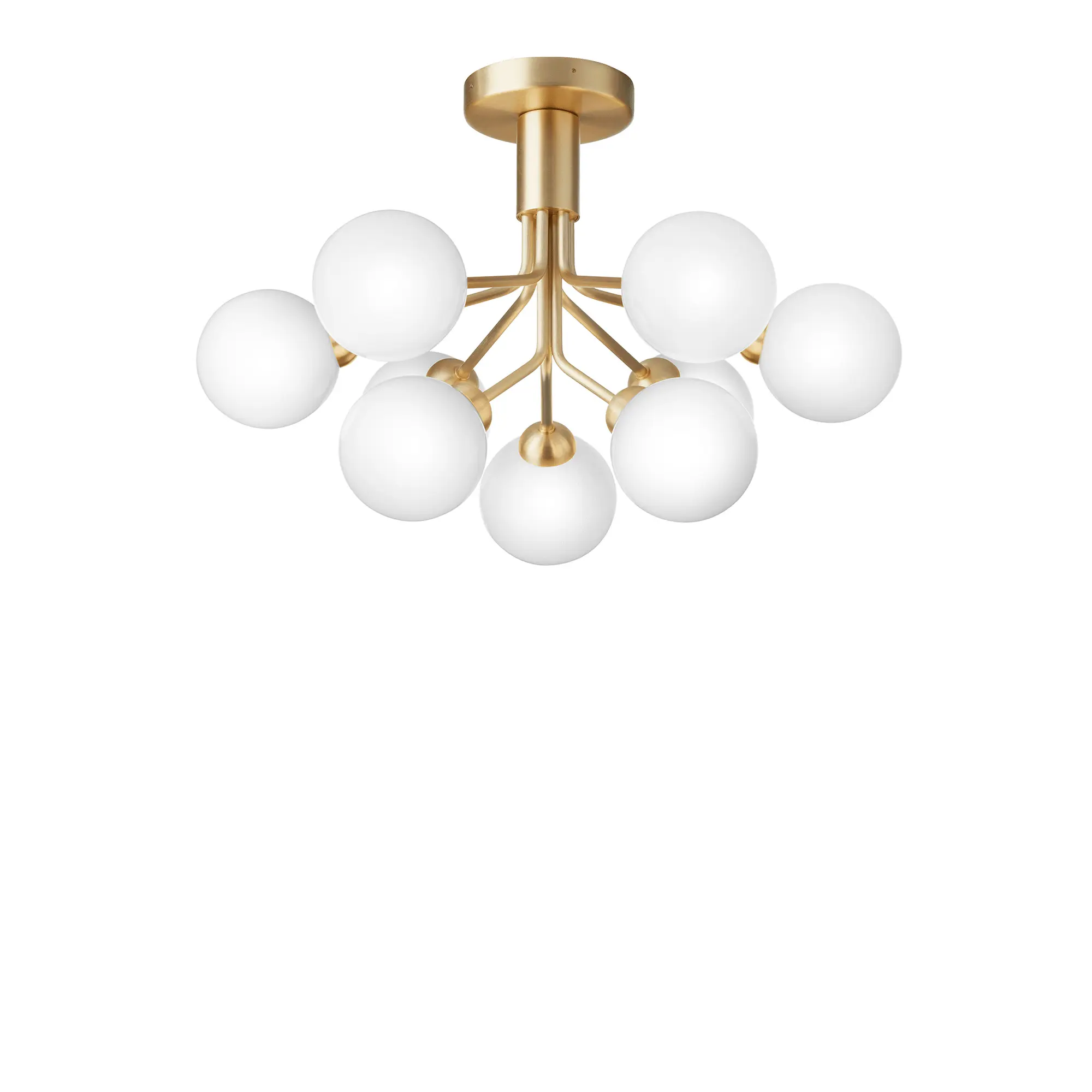 Apiales 9 Ceiling