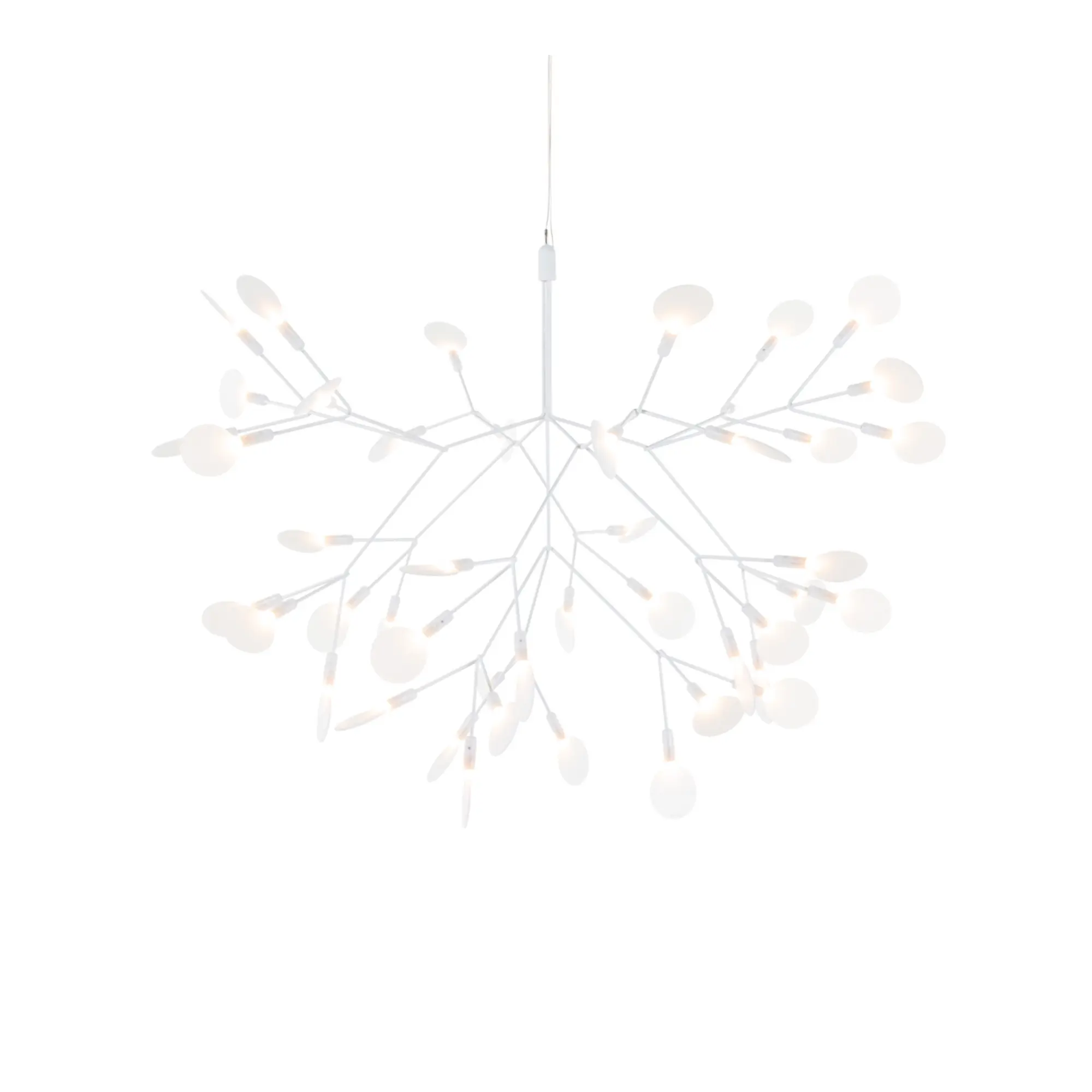 Heracleum III Small