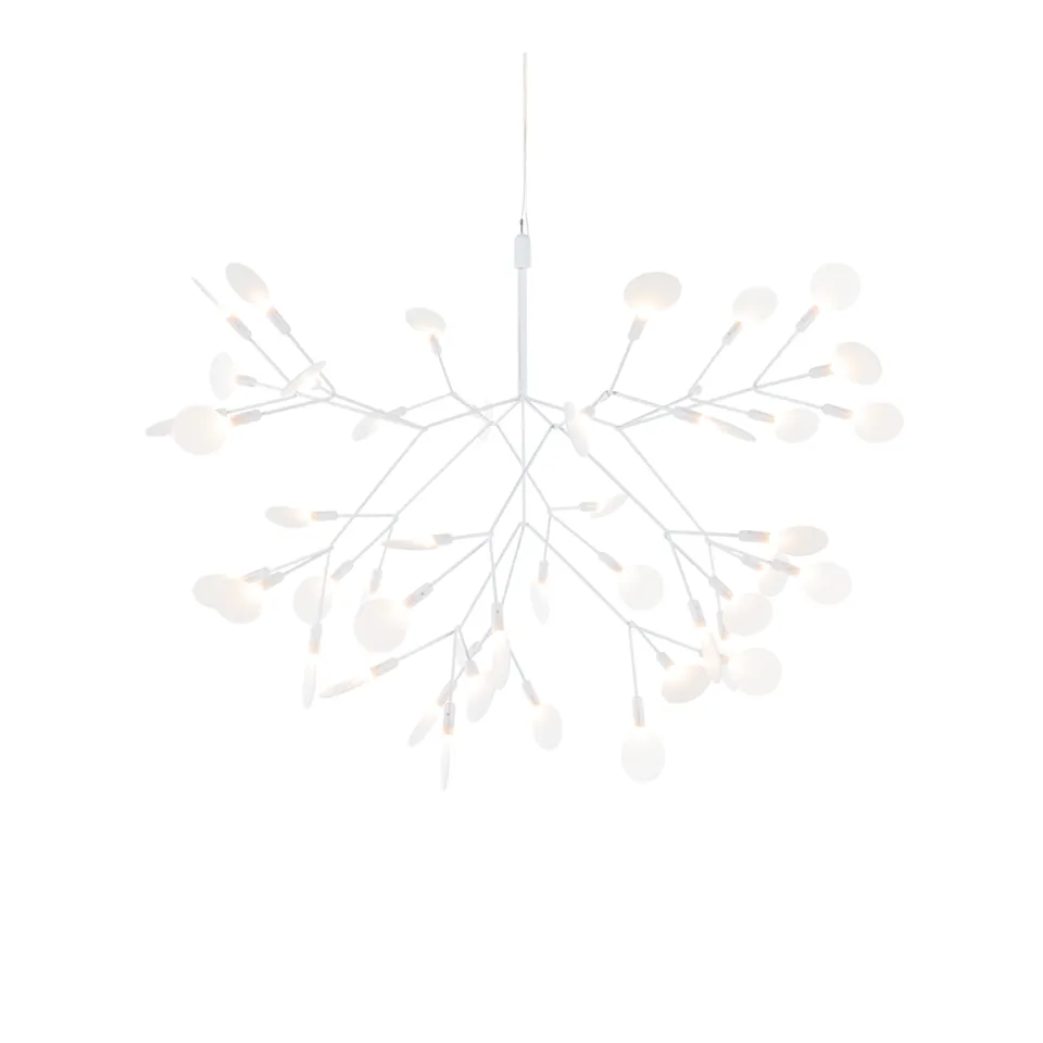 Heracleum III Small
