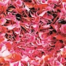 Pink/Old Pink/Orange