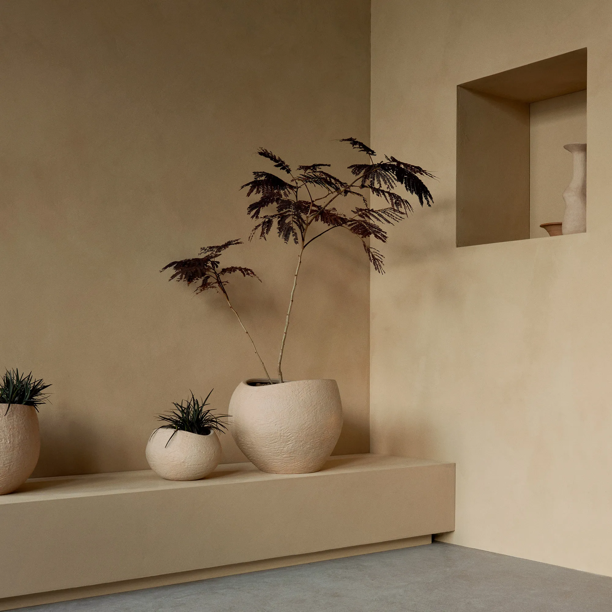Plantas blomsterpotte