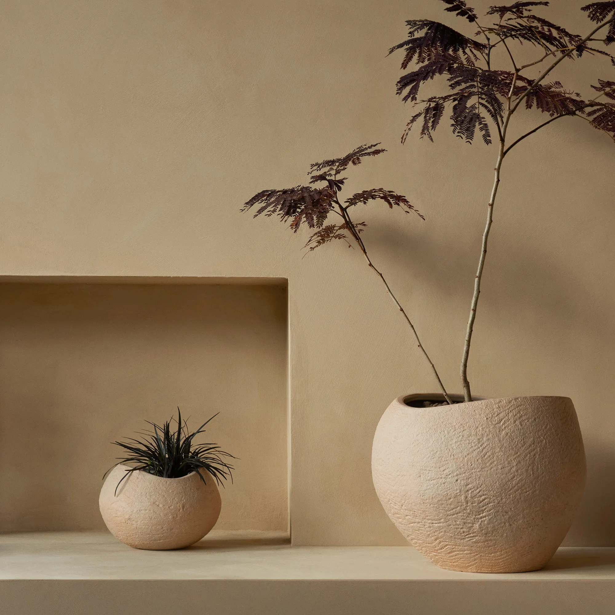 Plantas blomsterpotte