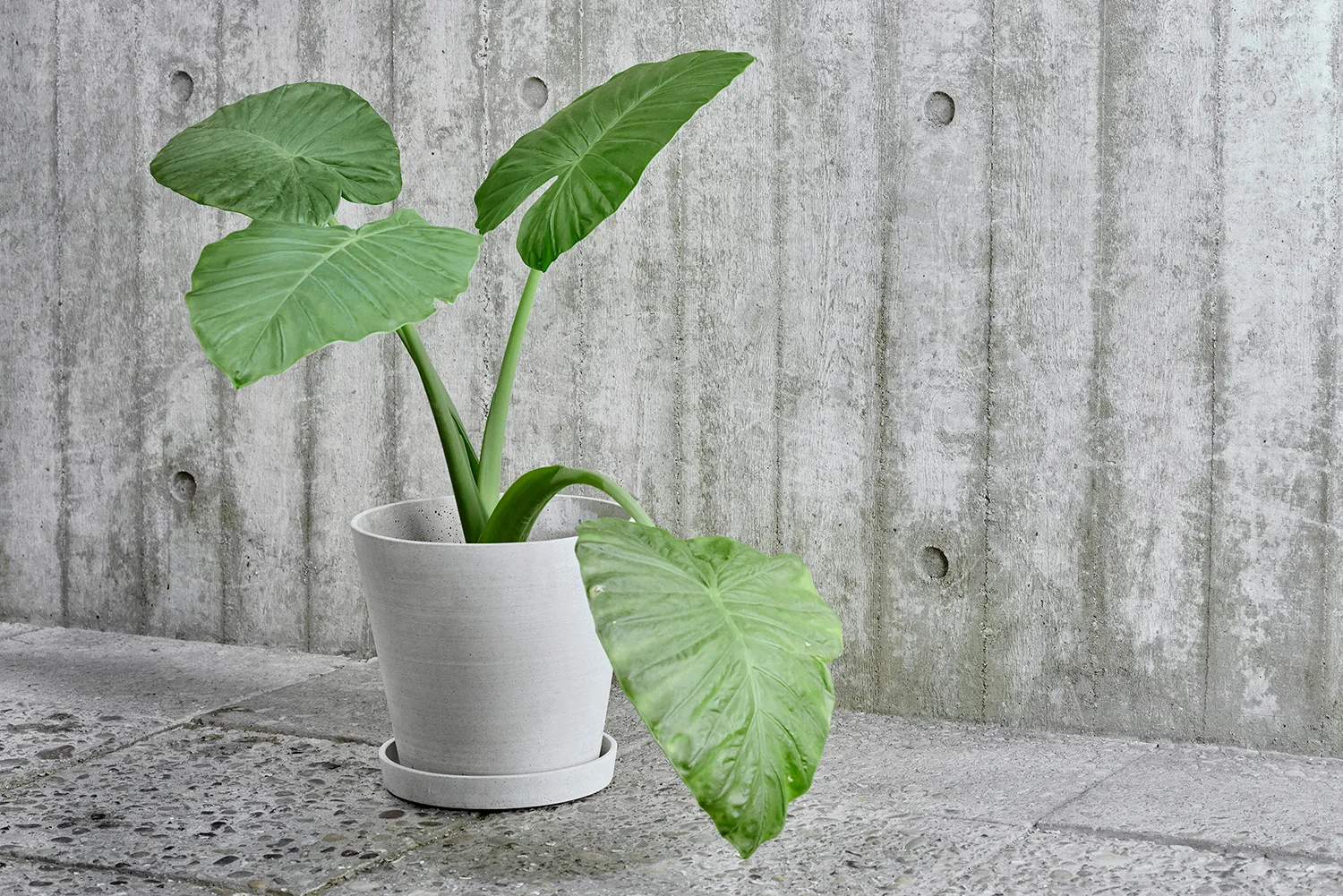 Flowerpot kruka & fat Grey