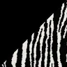 Zwart gelakt berkenhout / zwarte zebra
