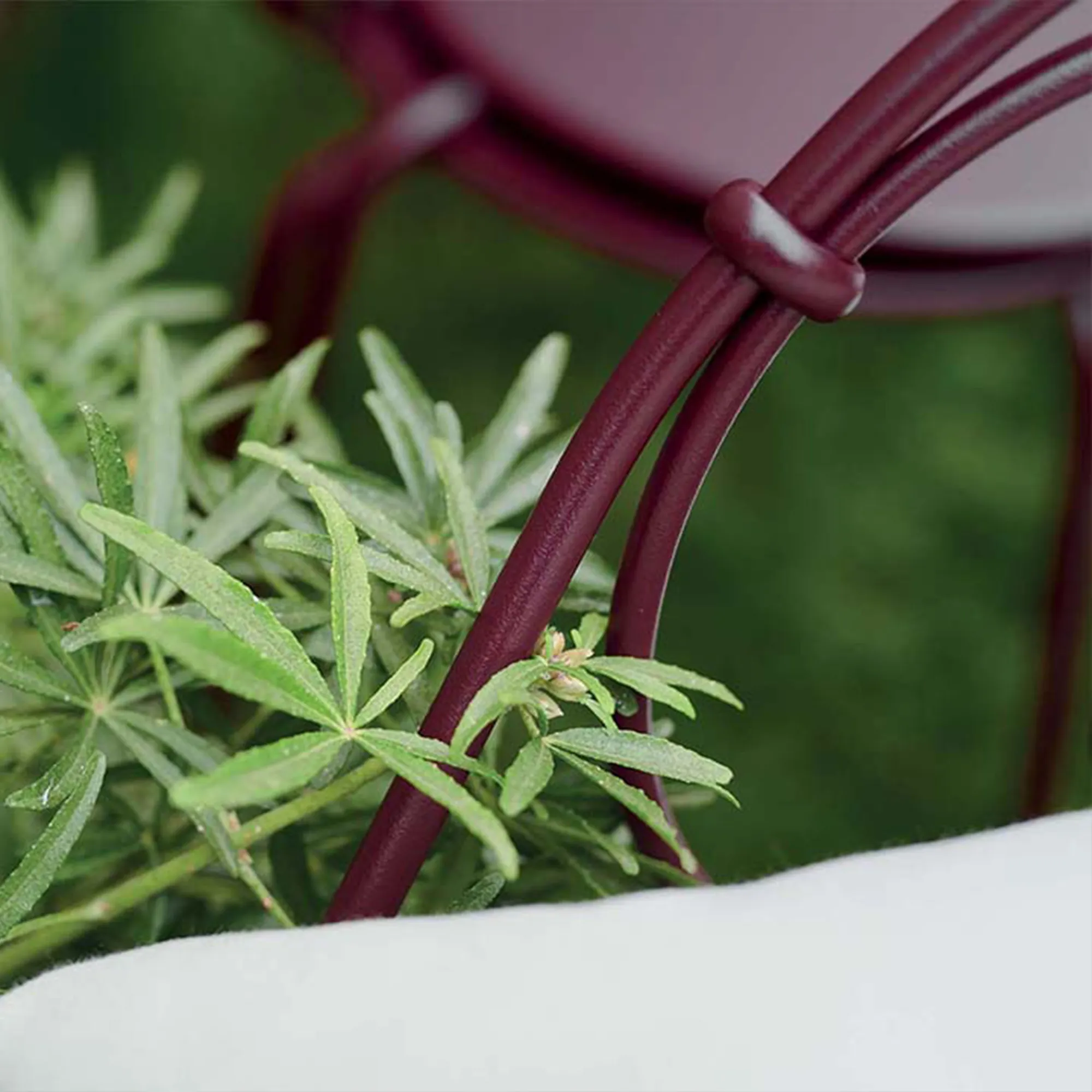 1900 Cabriolet Armchair