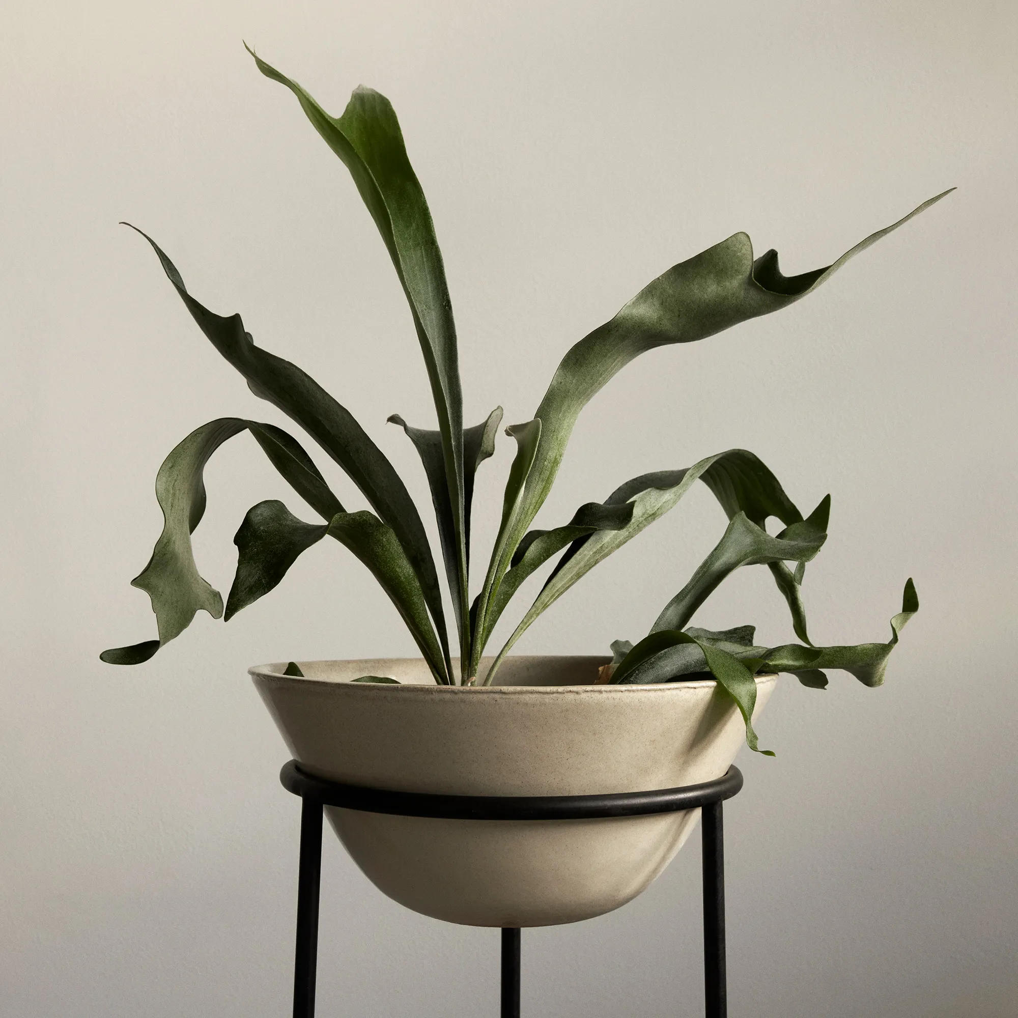 Daiza blomkruka