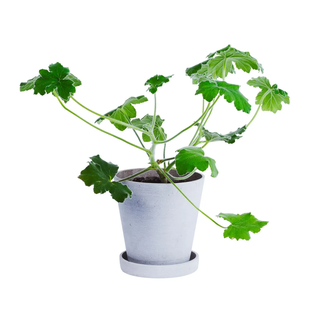Flowerpot kruka & fat Grey